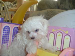 LovableMaltesePuppiesforadoption